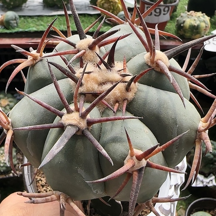 雷帝278仙人球开花