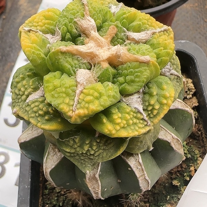 龟甲锦311仙人球开花了
