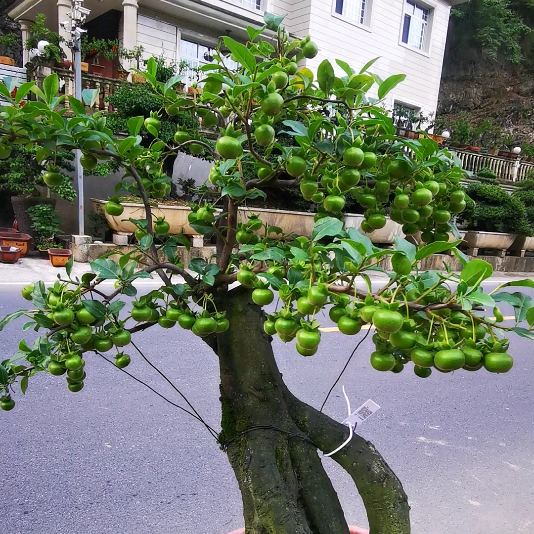 【辉哥园艺】（中桩）重庆金弹子盆金蛋子金单子野生老桩蛋子熟桩
