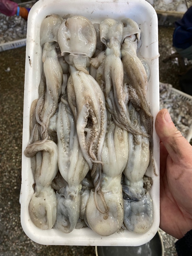 山东日照原浆八爪鱼 八带鱼 顺丰3斤装