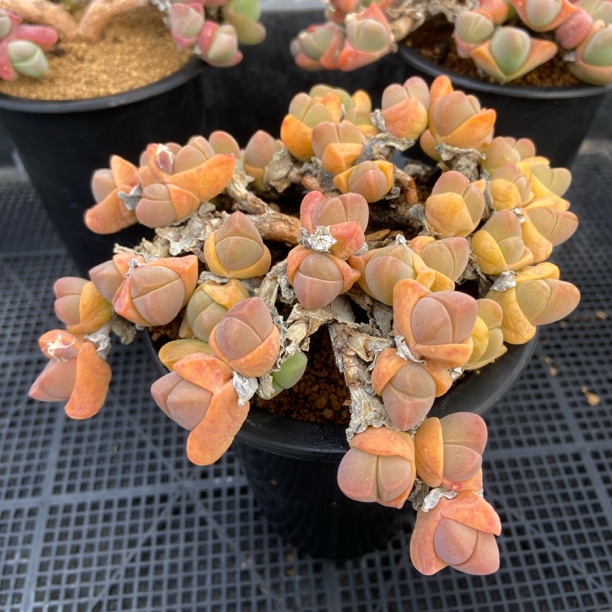 秋琴玉精品十年以上造型老桩可一物一拍基地直发特价包邮多肉盆栽