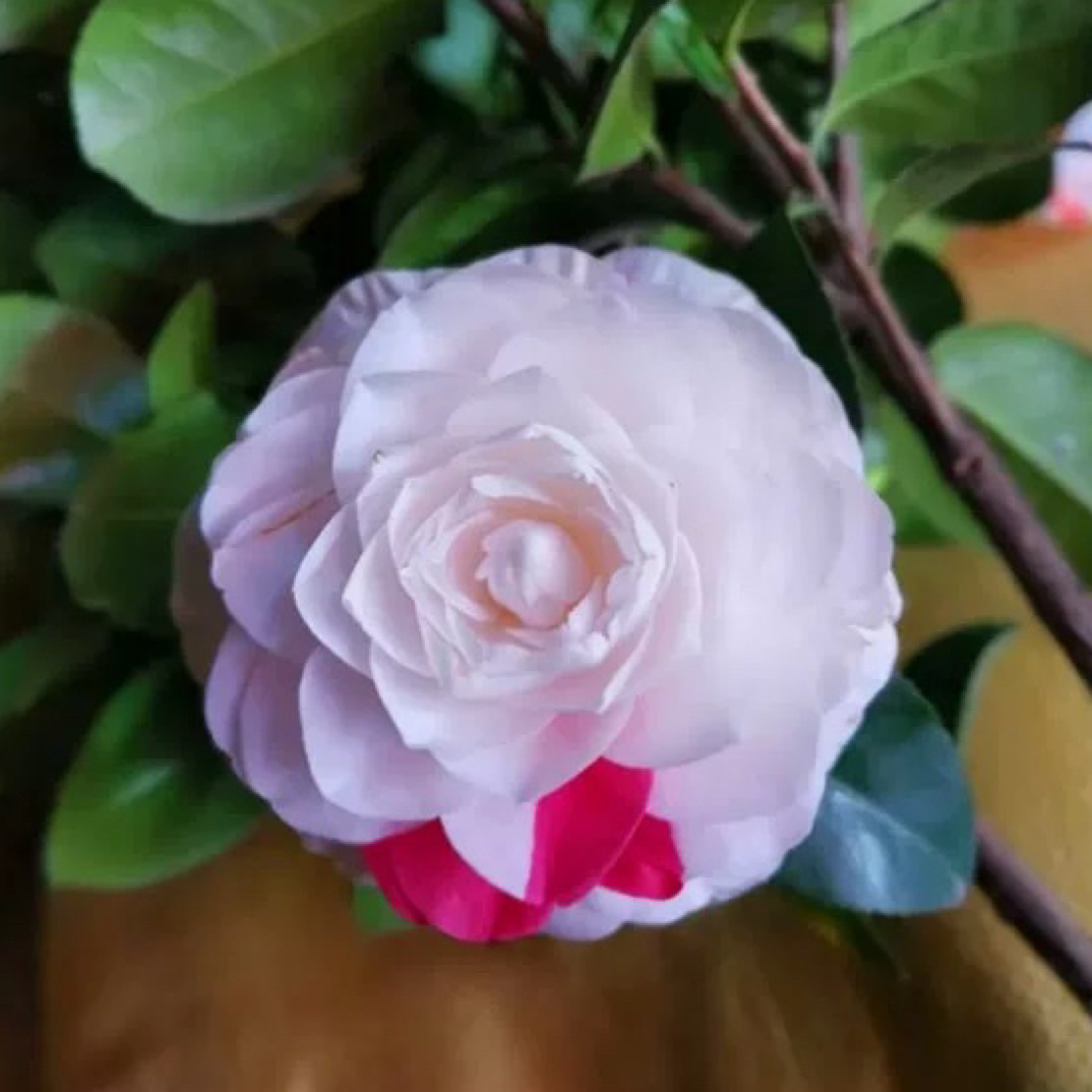 【魔术师】复色稀有品种茶花