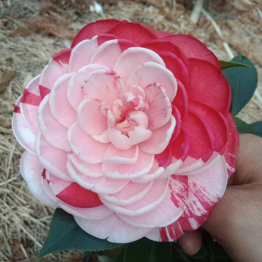 【血斑幻彩茶花】新基因提纯品种正版原生