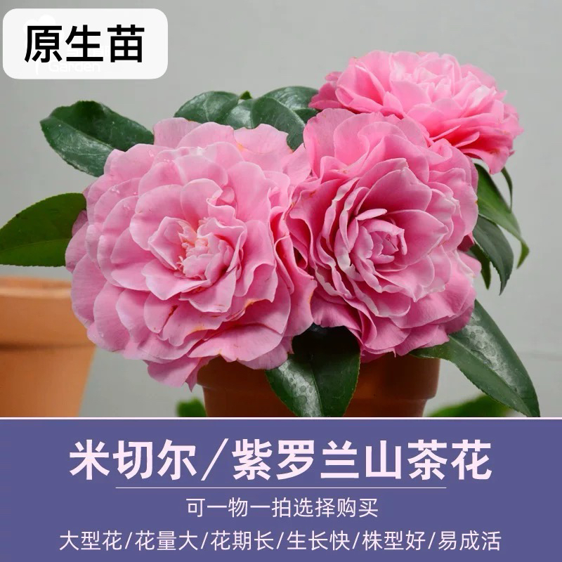 【西利米切尔】紫罗兰粉色巨型花品种