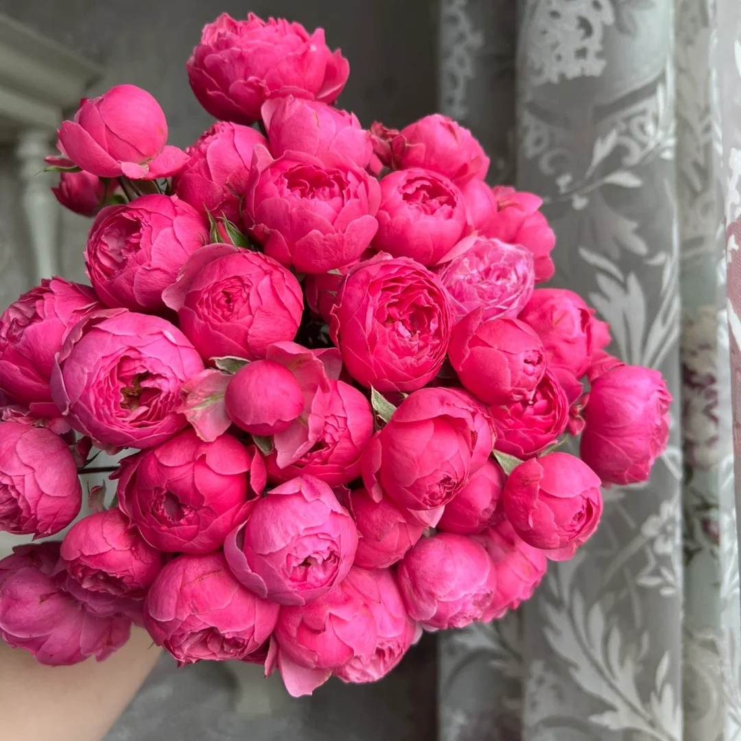 S18中大苗艾拉藤本爬墙多季丰花勤花群开地载扦插绿植花卉勤花苗