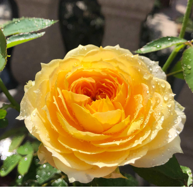 阳光古董大花浓香灌木切花月季抗病耐热长势强黄色品种新品小苗