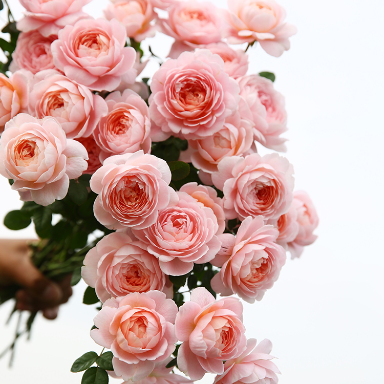 月季小苗瑞典女王大花庭院阳台盆栽绿植地栽花卉四季开花灌木花苗