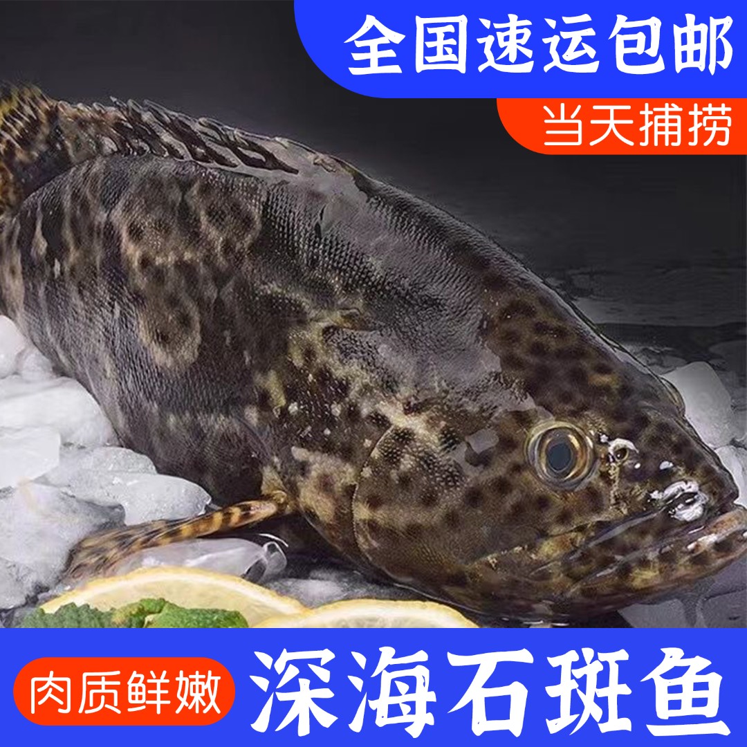 【0.9-1.2斤】4条共3.6-4.8斤深海新鲜嫩龙胆石斑鱼清蒸营养