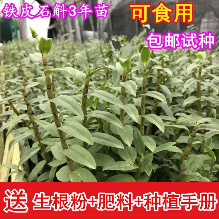 铁皮石斛枫斗苗花盆栽绿植木桩兰正宗泡茶开花发货种植适合看花