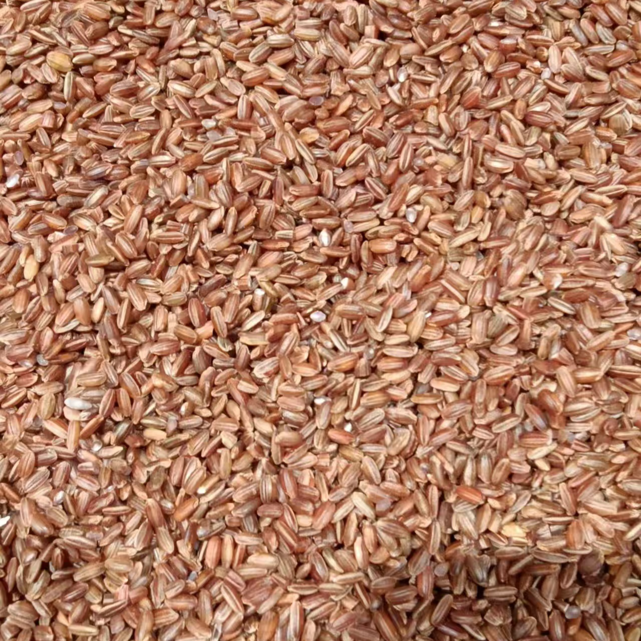 梯田（红米）阿飞现收山货加枸杞