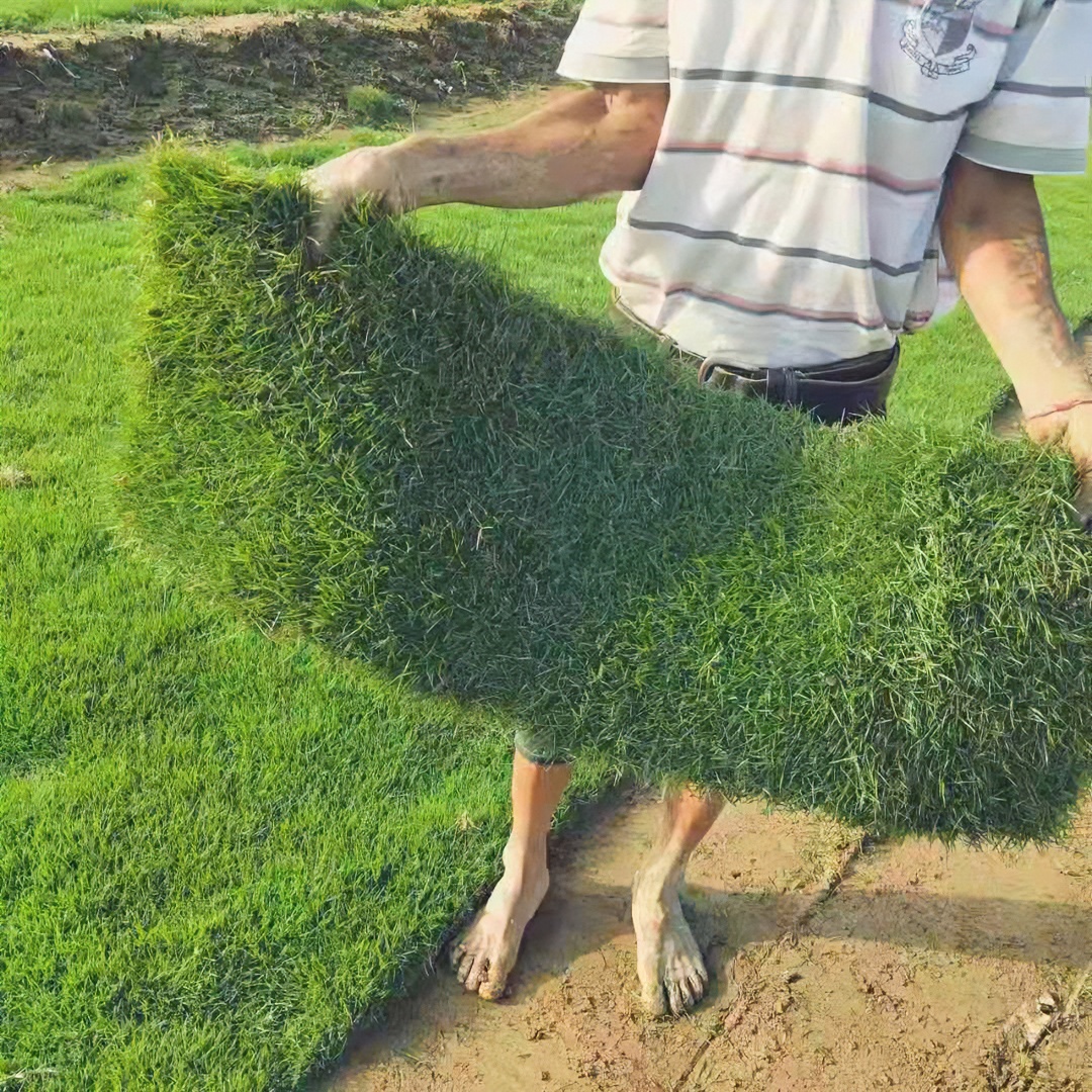 真草坪带泥土草皮带土别墅庭院绿化四季青果岭草园林台湾草马尼拉