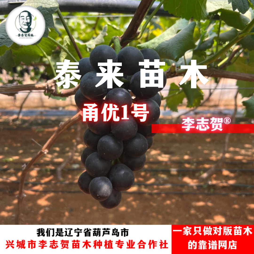 甬优一号 扦插苗 一年苗 泰来苗木