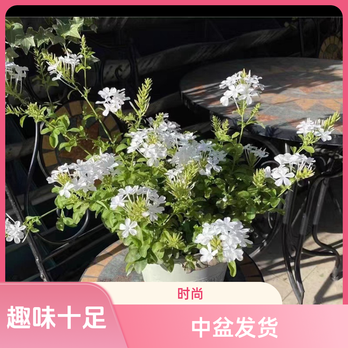 白雪花盆栽 红雪花期长好养开花植物庭院阳台盆栽蓝雪花中盆发货