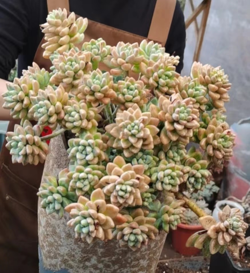 小双【19状态大奶酪蛋糕】老桩多肉精品盆栽绿植造型大型飘枝多肉