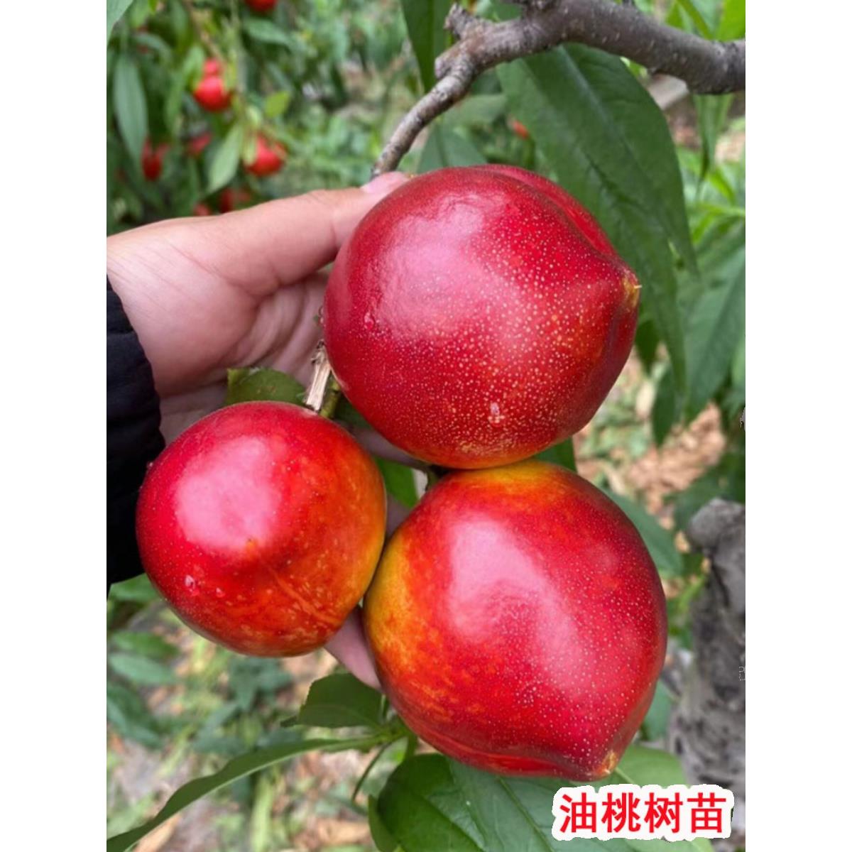 早熟油桃树果苗活苗中油4号晚熟脆甜桃树果苗南方北方种植果树苗