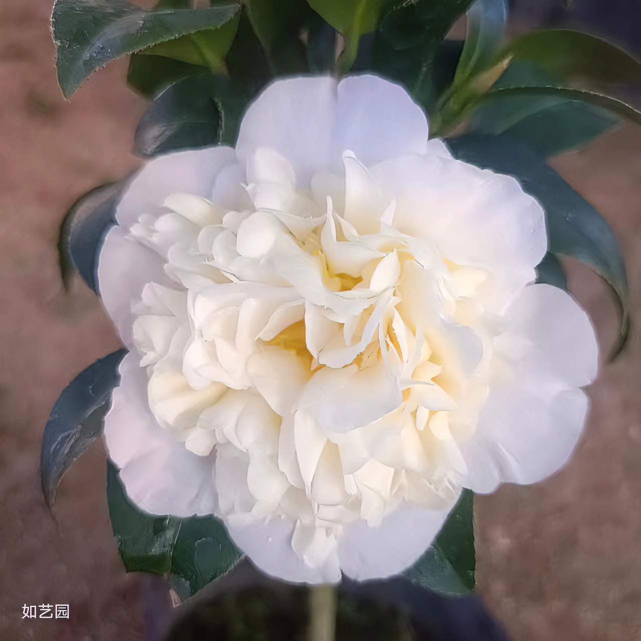 黄绣球永福稀有名贵高品质品种茶花苗黄色花阳台窗台庭院绿植花卉