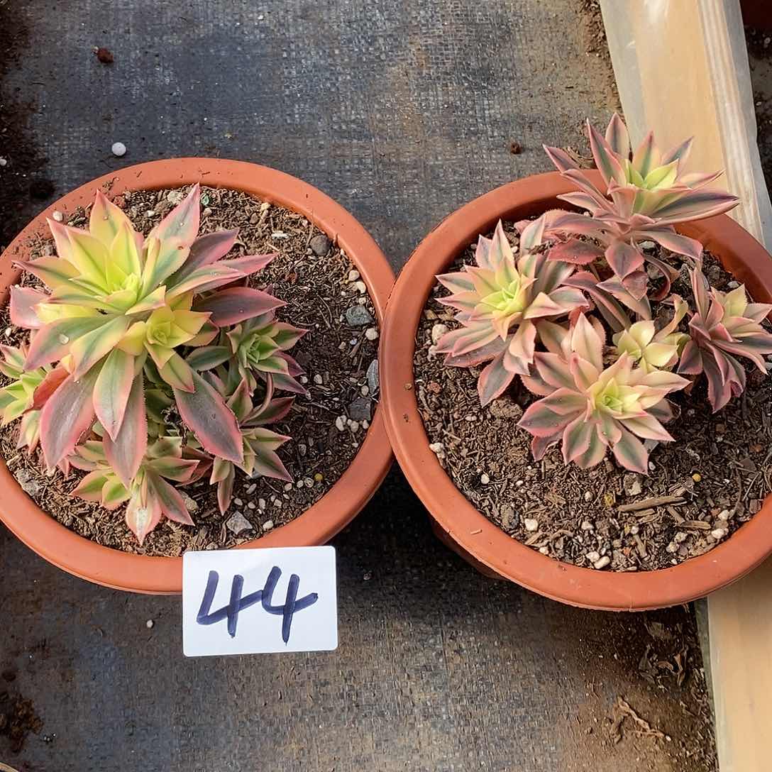 两颗枫叶杆子有瑕疵44