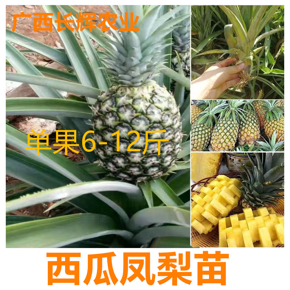 西瓜凤梨苗大果盆栽地栽南方好种植