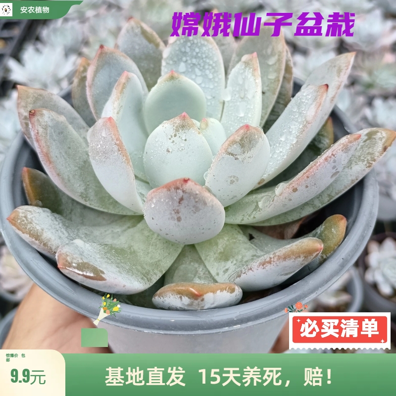 嫦娥多肉植物 雪莲多肉霜之朝 宽叶厚粉美多肉 精养精品 美观趣味