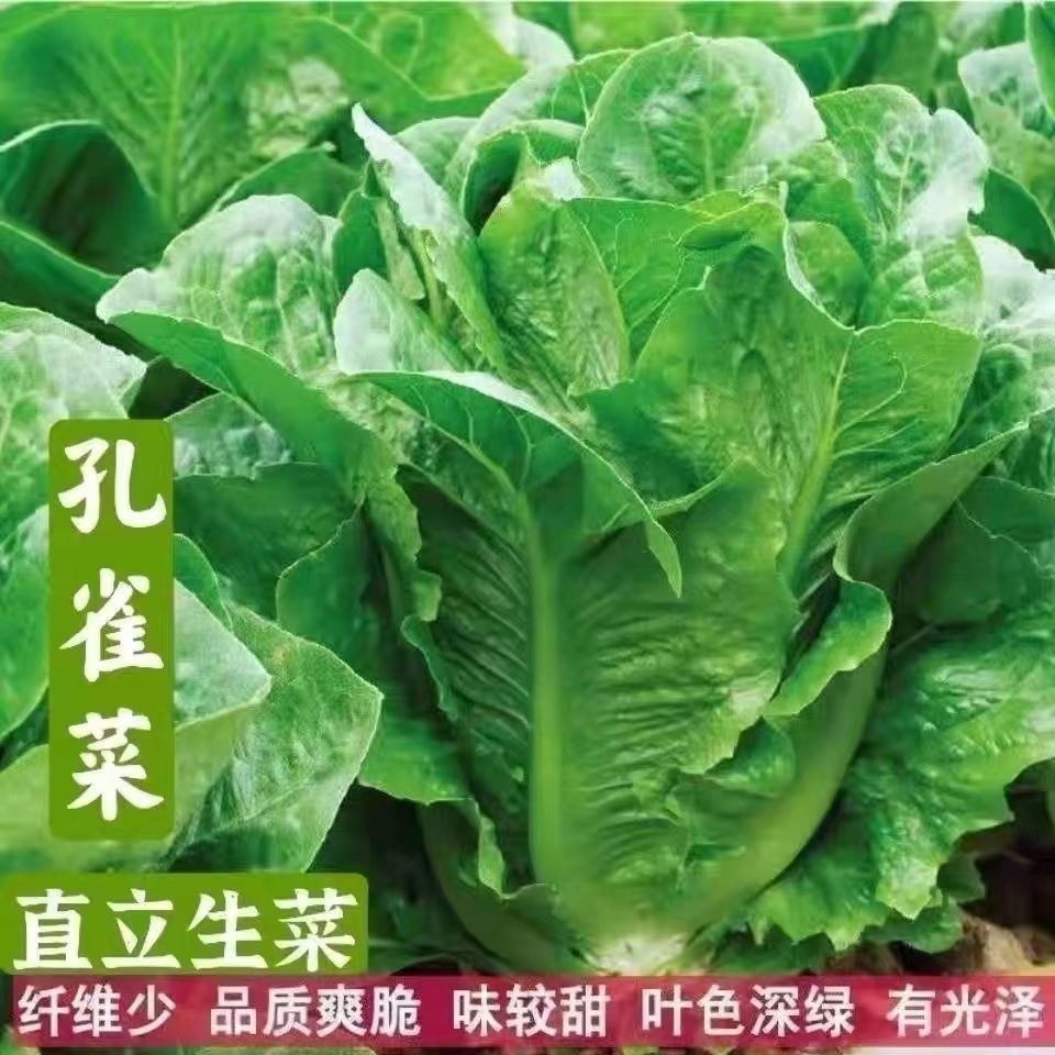 孔雀菜种子高钙四季罗马直立生菜沙拉菜籽秋冬季耐寒营养蔬菜庭院