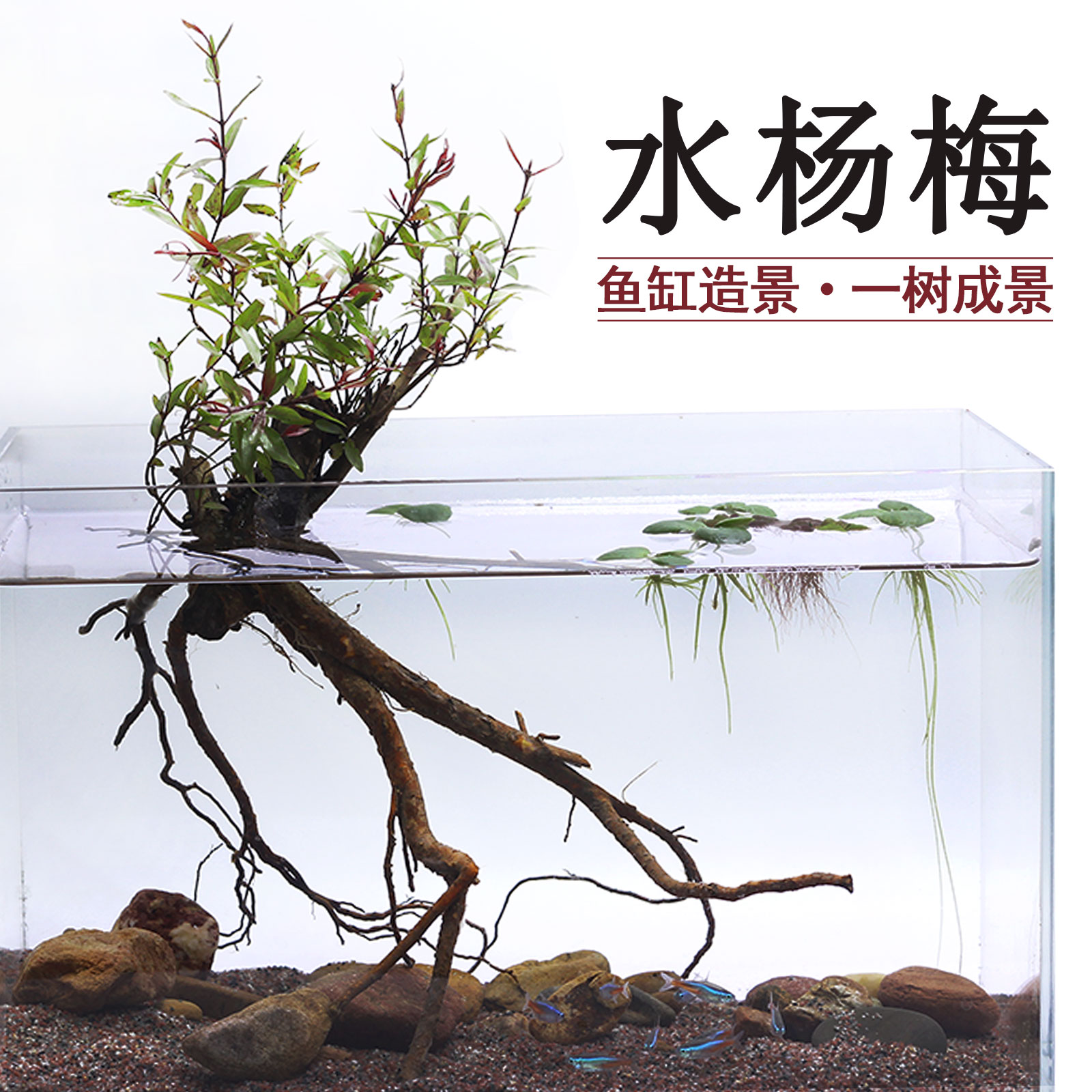 水杨梅水团花鱼缸造景装饰盘栽景阴性植物水草土培水培绿植易活