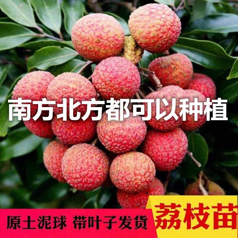 【买一送一】荔枝树苗妃子笑无核荔枝苗南方北方四季种植水果树苗