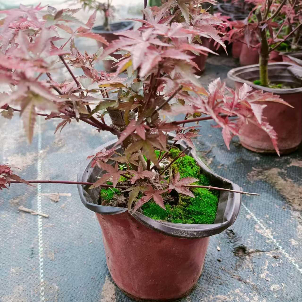 红舞姬  红枫庭院阳台盆景盆栽红叶观叶观型好养花卉