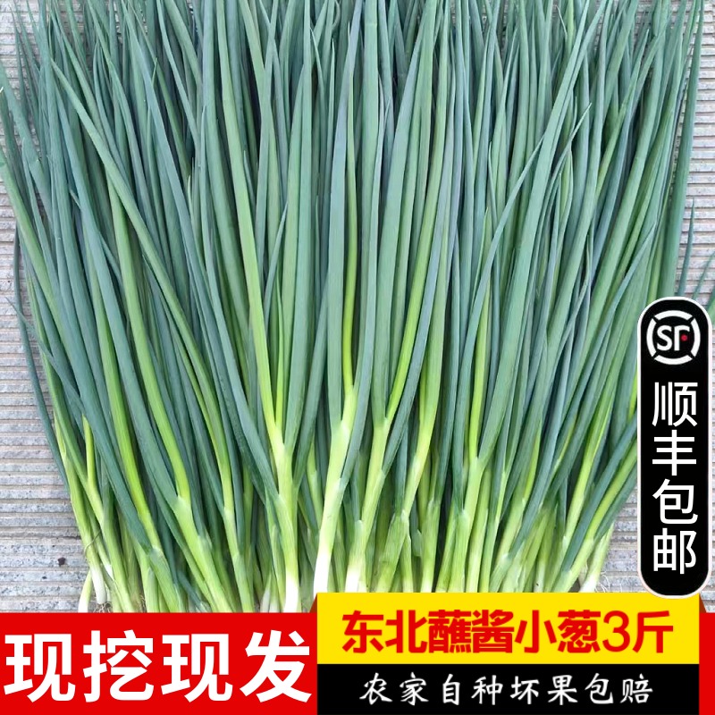 东北新鲜小葱农家自种现摘嫩芽葱白露葱香葱蘸酱蔬菜饭包小菜顺丰