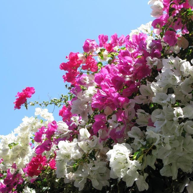 万里三角梅一物一拍链接