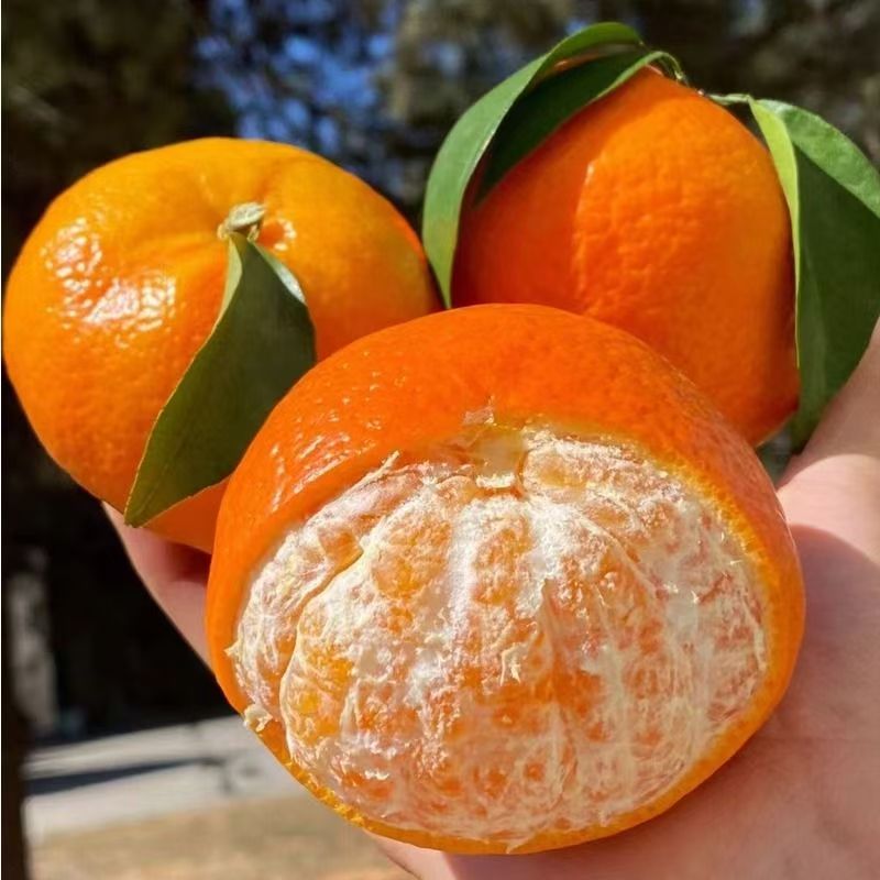 【猛】正宗广西武鸣沃柑10斤带箱新鲜柑桔当季水果爆甜多汁