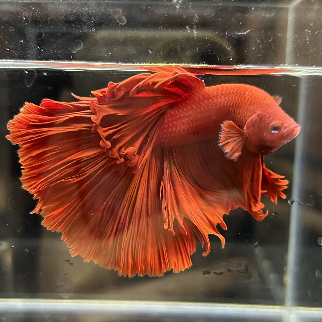 D4（73-96）精品泰国斗鱼小型热带观赏鱼耐活（直播间选鱼）