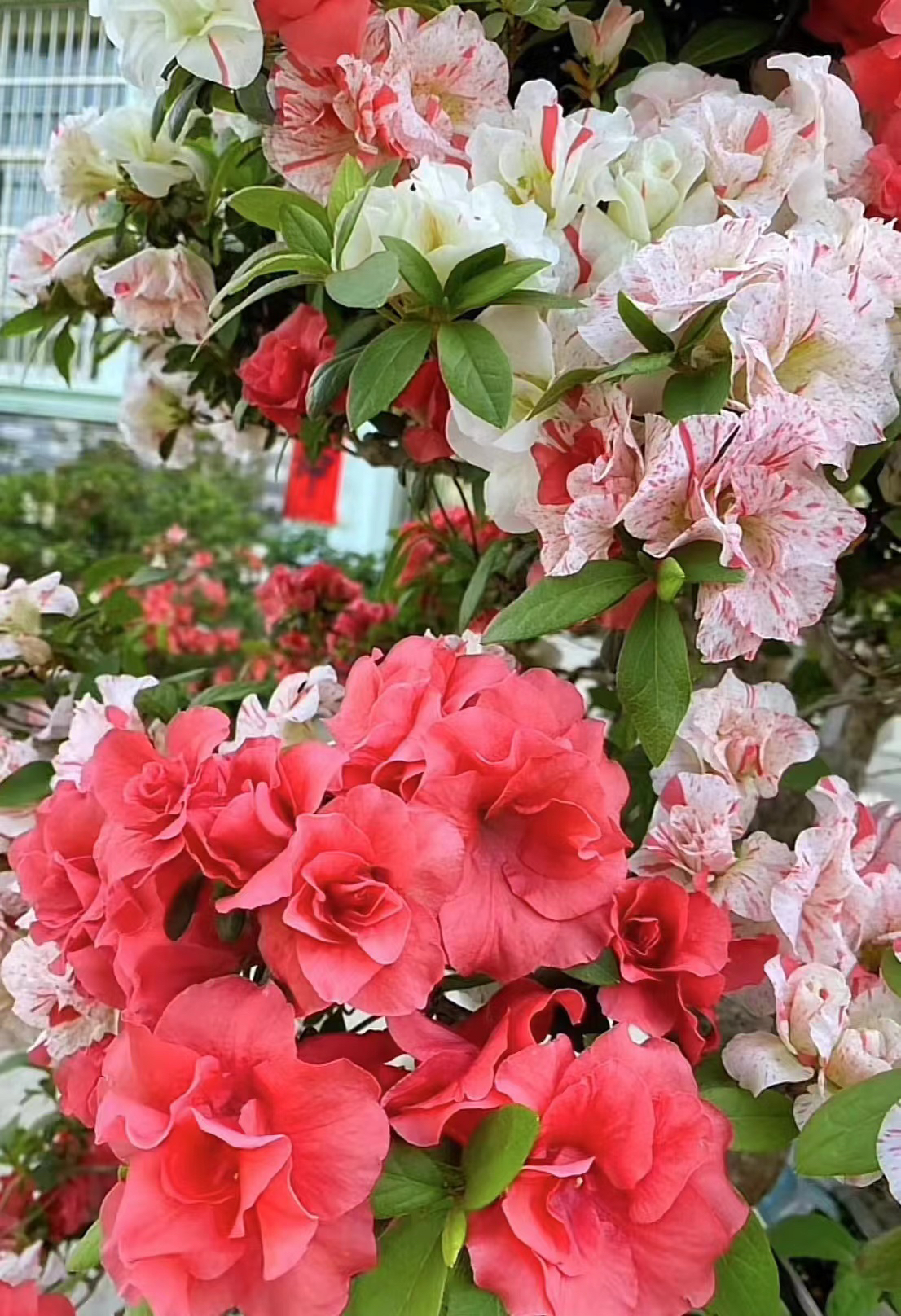 玉玲 皋月杜鹃 热门品种 重瓣多色花 