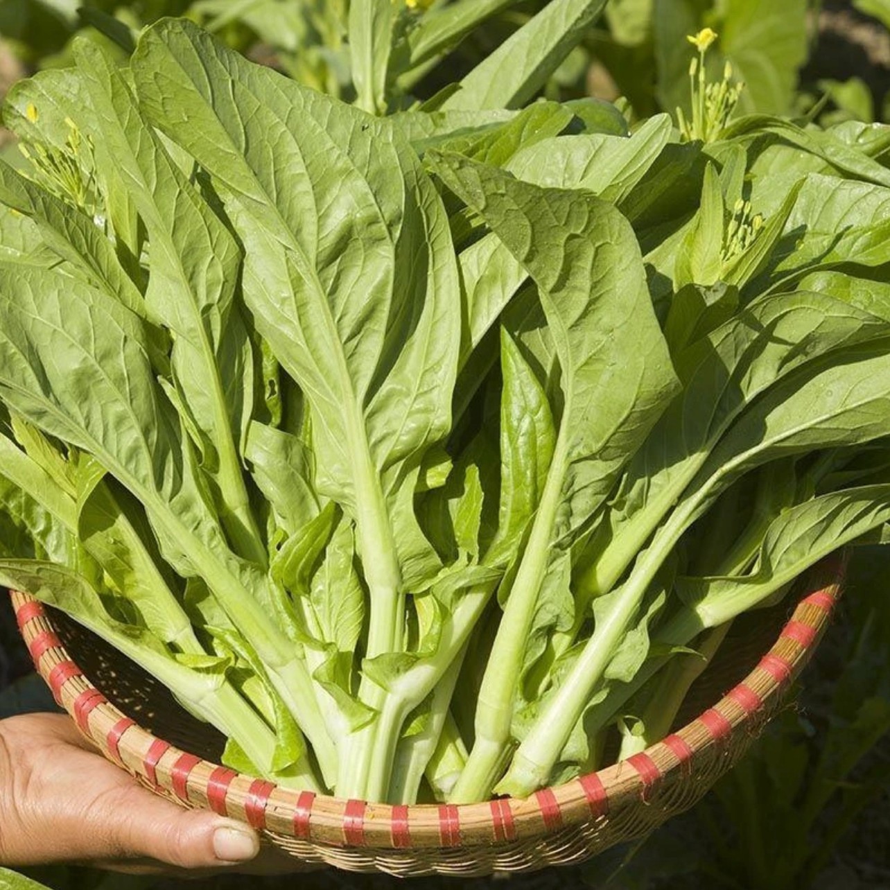 L【白菜苔种子】种籽菜种苔菜四季菜心菜苔蔬菜孑菜芯莱菜籽心籽种商品图