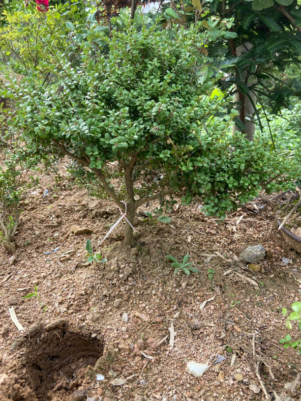 安徽大别山珍珠黄杨 冬季变色  叶小厚实