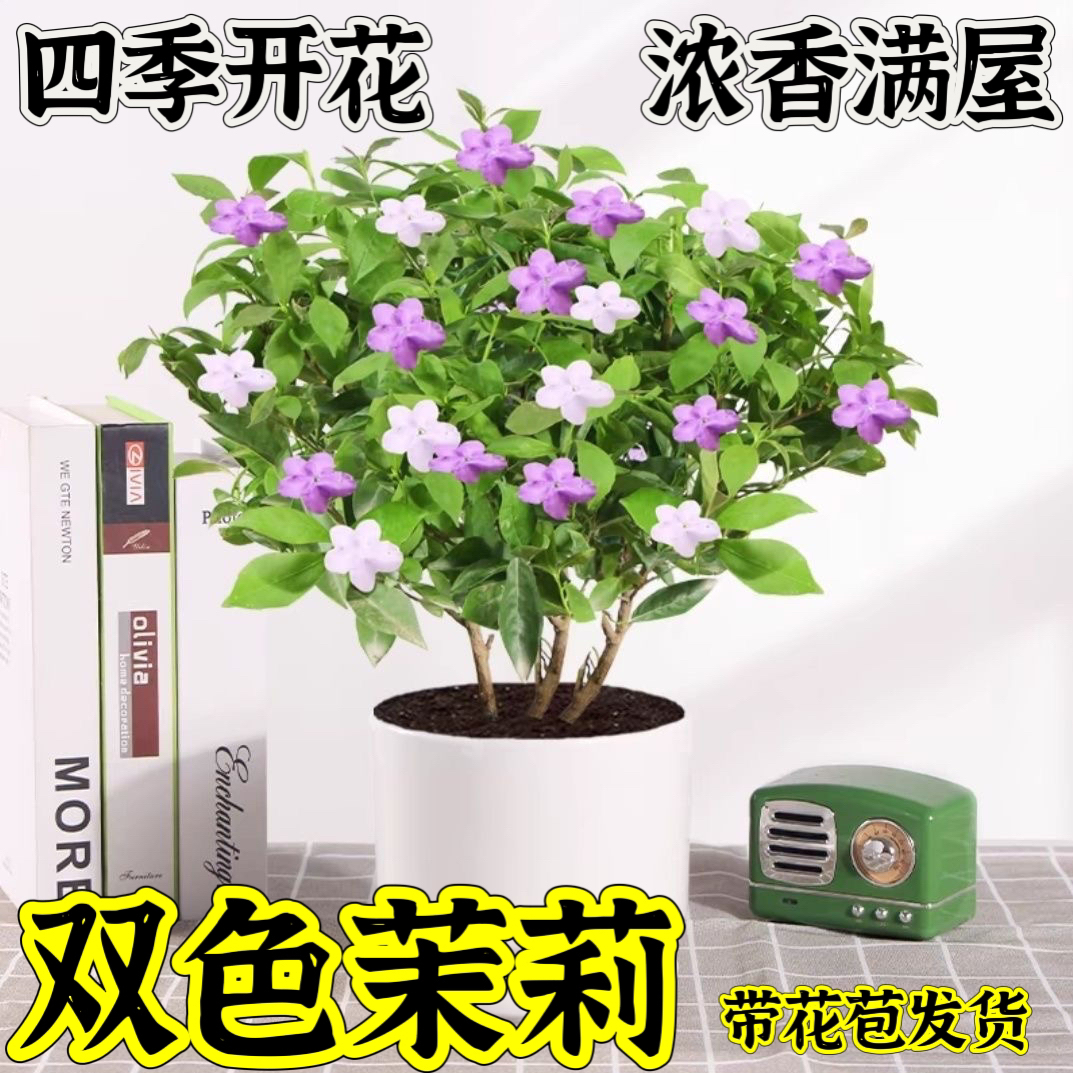 双色茉莉盆栽鸳鸯花苗四季开花室内庭院浓香茉莉花卉好养植物