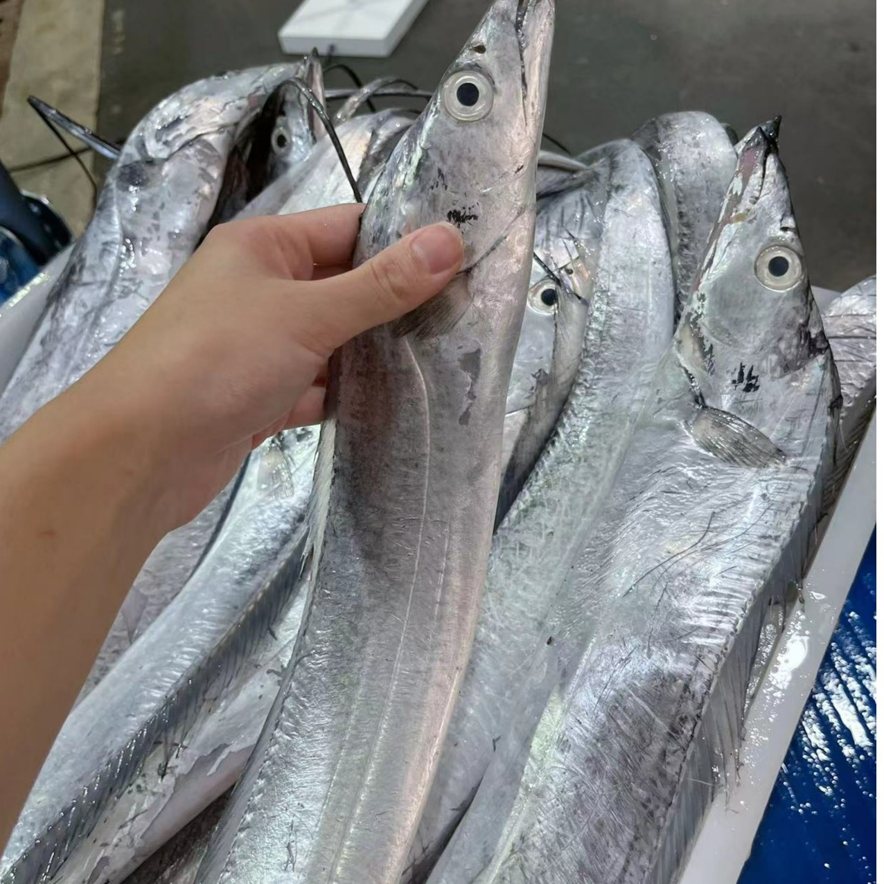 （直播称重）新鲜吕四油带鱼刀鱼[油带鱼易破肚，介意慎拍]