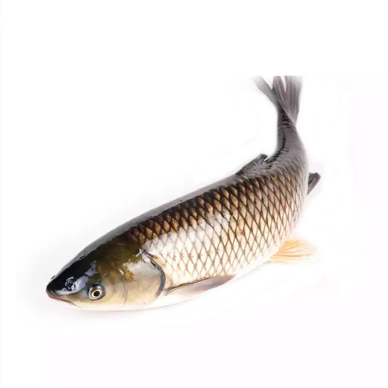草鱼 约1.4kg（特殊需求请备注）