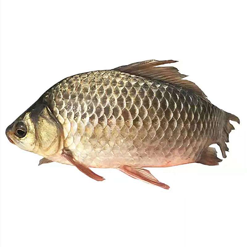鲜鲫鱼 约400g（特殊需求请备注）