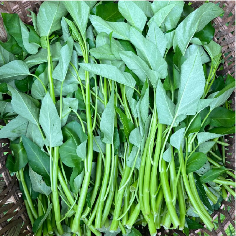 百世田源本地鲜藤菜 300g