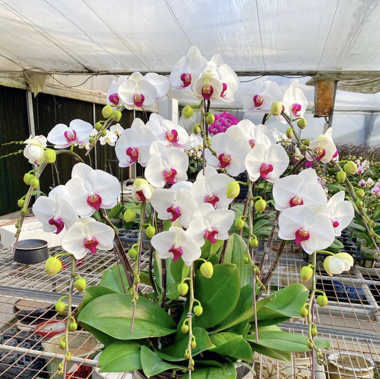 白花红心【一见钟情】精品室内带花盆栽