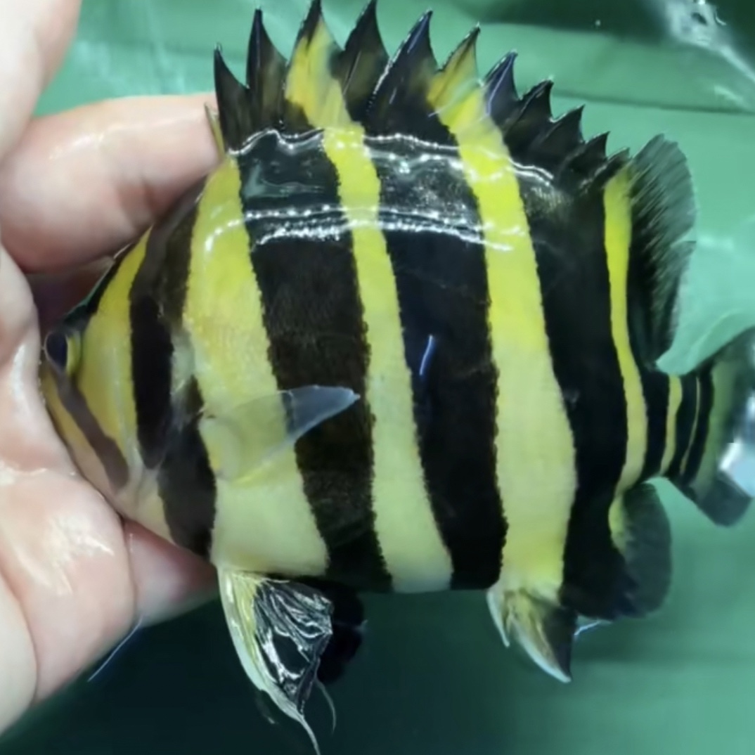 苏门答腊球虎虎苗活体三纹四纹虎印尼虎龙鱼高端配鱼泰国虎混养鱼