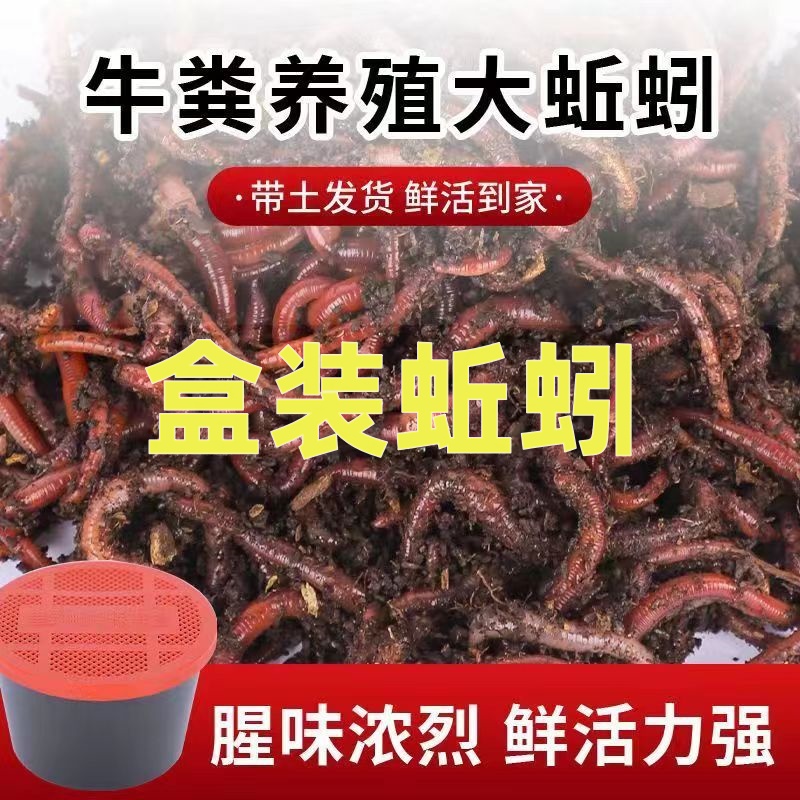 夏季鲜活蚯蚓活饵大号散装腥味红蚯蚓活体盒装红虫鱼饵垂钓钓饵