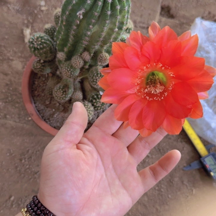 彩草伤掰花脱土脱盆发货346