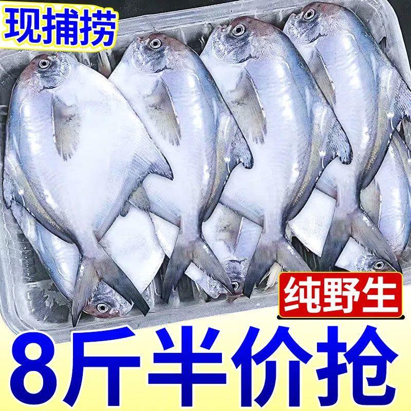 银鲳鱼特大深海新鲜鲜活海鲜冷冻深海白鲳平鱼昌鱼新鲜水产镜鱼海