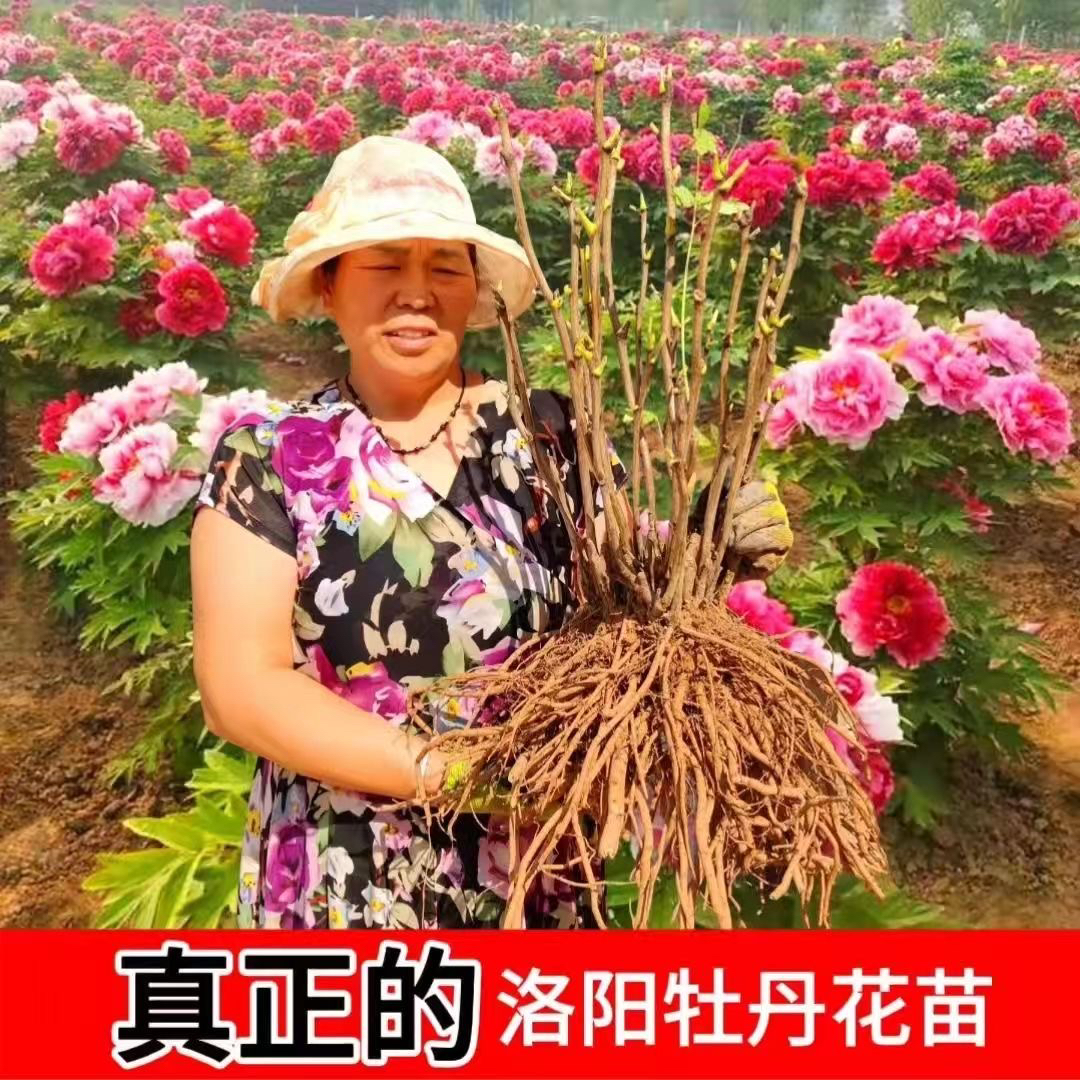精品牡丹花苗大苗盆栽花卉大花重瓣正宗洛阳当年开花四季年宵花