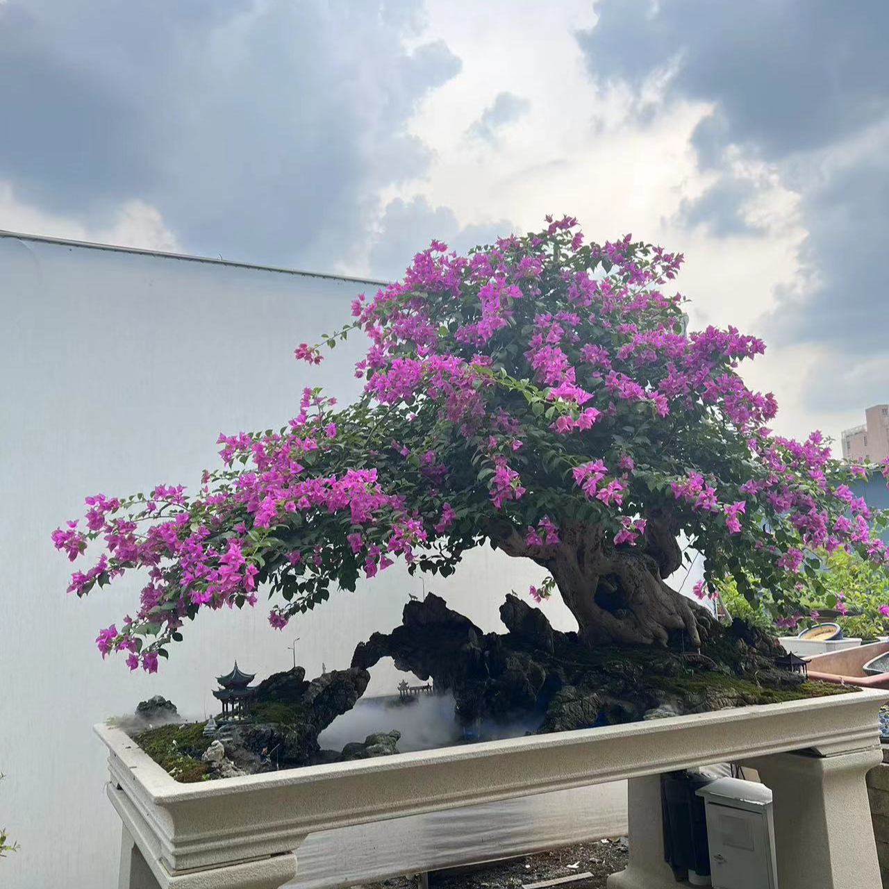 传递岭南盆景文化，品味花木神韵~