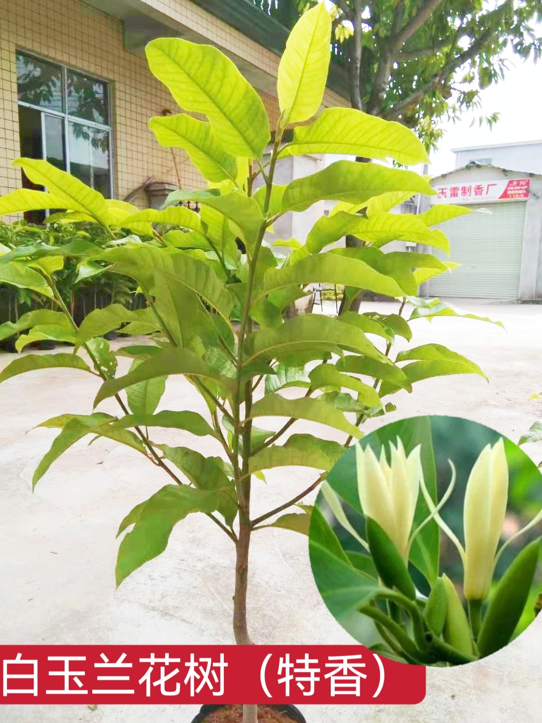 缅桂白玉兰花树80-1米高白兰花树花香款包邮
