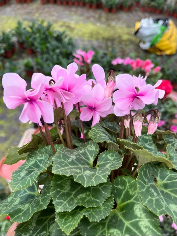 【小风车】（重瓣）仙客来室内好养护