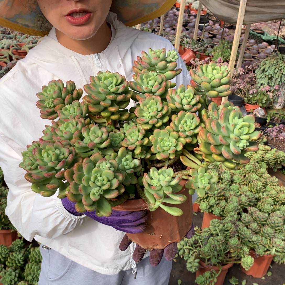 胖哥多肉推荐香格里拉25.8