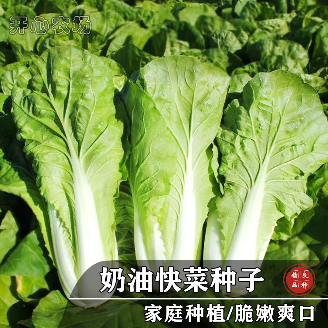 奶油小白菜快菜奶油口感阳台盆栽家庭小院种植蔬菜春季简单